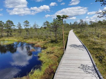 Moorlandschaft mit Holzsteg
