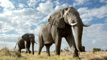 Elefanten von unten fotografiert