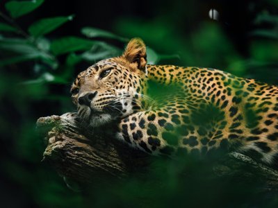 Jaguar auf Baum liegend - Belize Highlights
