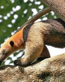 Costa Rica Reise Corcovado Trekking