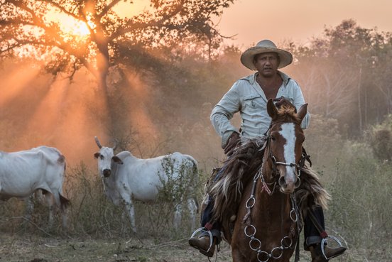 Cowboy in Brasilien ei Sonnenuntergang im Hintergrund die Rinder