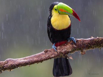 Tukan sitzt auf Ast im Regen