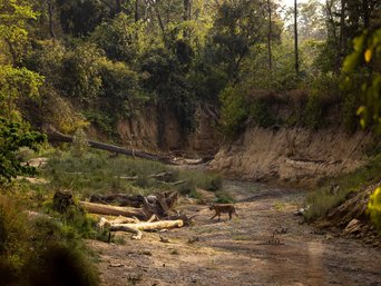 Tiger in Landschaft des Bardia Nationalparks