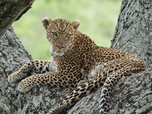 Leopard in einem Baum in Tansania