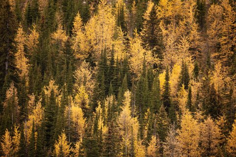 Kanadarundreise geführt