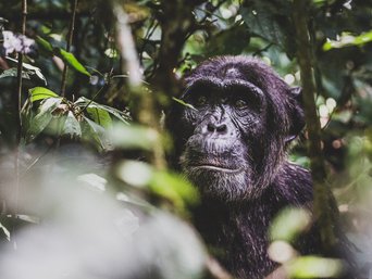 Schimpanse im dichten Dschungel Ugandas