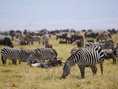 Zebras im Ngorongoro Krater