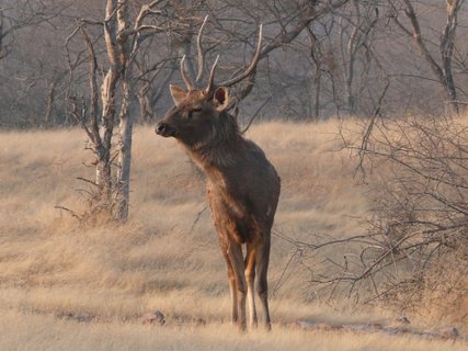 Nordindien Rundreise - Sika Hirsch