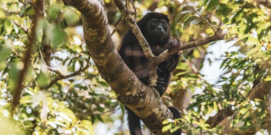 Brüllafffe im Baum - Belize Lamanai