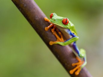 Grüner Frosch mit roten Augen auf einem Ast