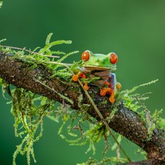 Rotaugenlaubfrosch auf Ast