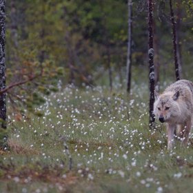 Wolf im Wald ziwschen Wollgras