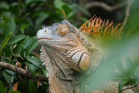 Osa Halbinsel - Leguan sonnt sich