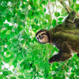 Ein ausgewachsenes Faultier klettert einen Ast entlang.