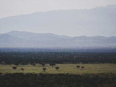 Savannenlandschaft im Vordergrund und Bergwald im Hintergrund des Queen Elizabeths Parks