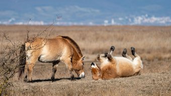 Takhi-Pferde spielen in freier Wildbahn