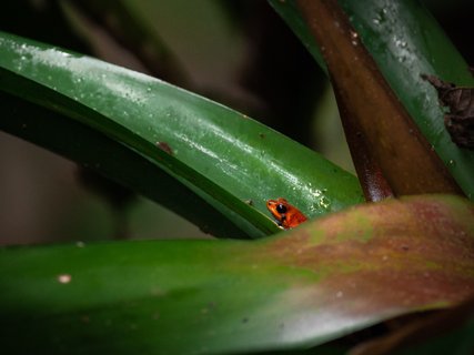 fotoreise costa rica - frosch