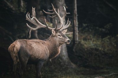 Hirsch im Naturreservat Boumort