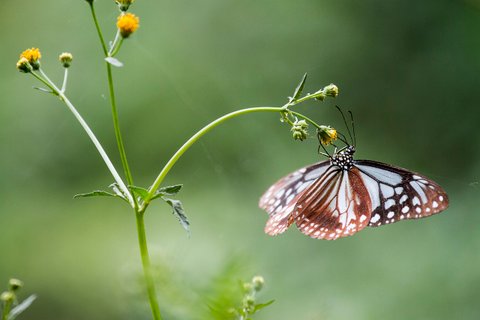 Japan Naturreise Schmetterling