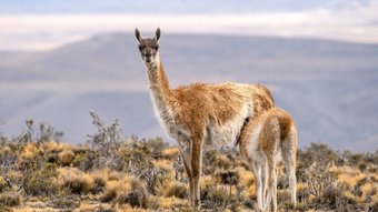 Patagonien Gruppenreise - Guanaco