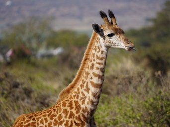 Baby Giraffe streckt ihre Zunge heraus