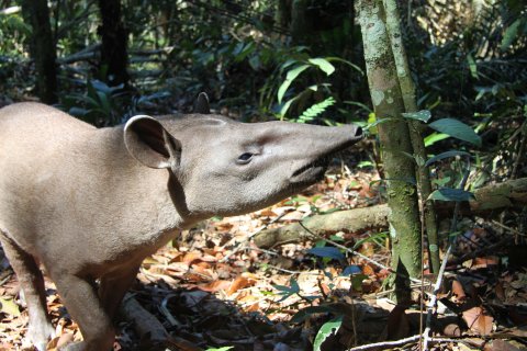 Brasilien Rundreise 2 Wochen - Tapir