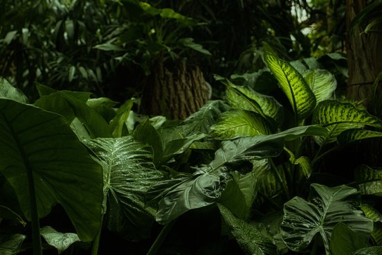 Grüne Blätter im Regenwald