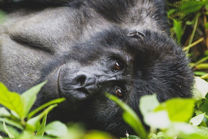 Uganda reisen - Berggorilla schaut liegend in die Kamera