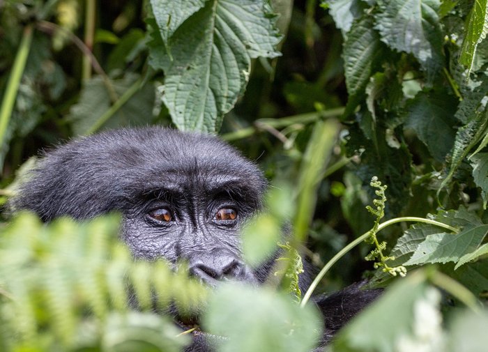 Gorillaaugen schauen durchs Gebüsch