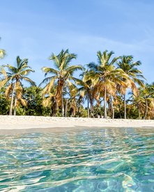 Türkisblaues Meer und Palmen