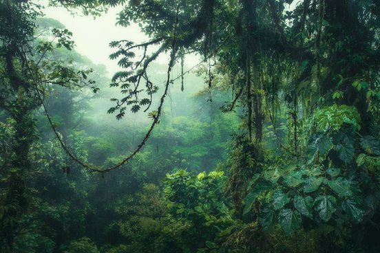 Mystischer Nebelwald