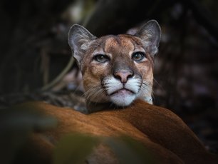 Puma in Costa Rica