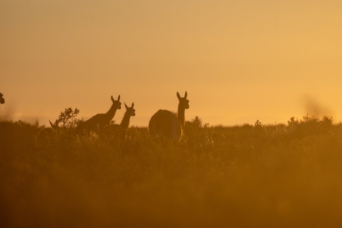 Herde Guanakos im orangenen Sonnenuntergang