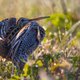 Great Snipe in Litauen, Paramelis