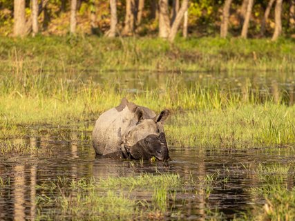 Nepal Gruppenreise - ein Nashorn beim Baden