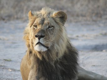 Tiere in Namibia Löwe schaut sich träge um 