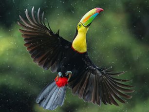 Tukan mit buntem Schnabel im Regen im Flug
