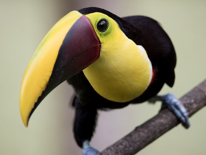 Schwarz-gelber Vogel (Swainson Tukan) auf einem Ast