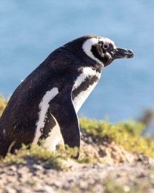 Magellan-Pinguin an der Küste Argentiniens