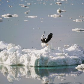 Riesenseeadler landet auf einer Eisscholle