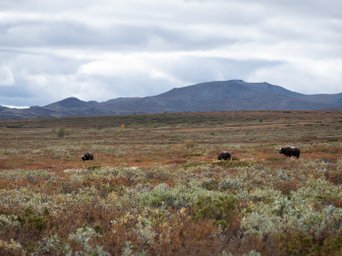 Moschusochsen in offener Landschaft