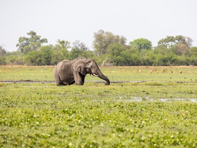Ein Elefant steht im begrünten Fluss - Botswana Highlights 