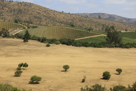 Patagonien Reise - Weinberge im Casablanca Tal