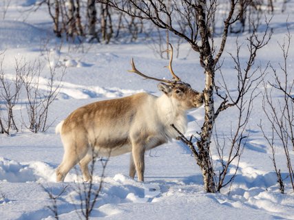 Fotoreise Lappland Winter - Rentier im Schnee