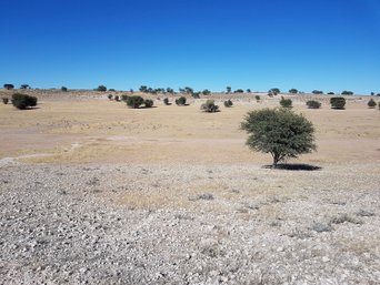 Kgalagadi-Transfrontier-Nationalpark