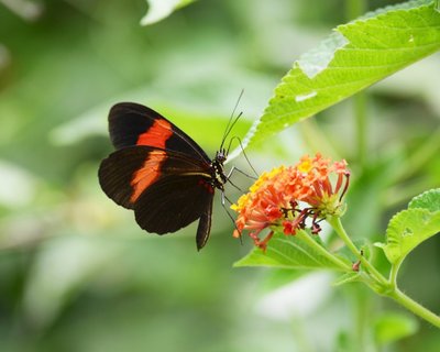kolumbien selbstfahrer - Schmetterling an Blume