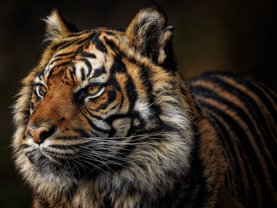 Sumatrag Tiger