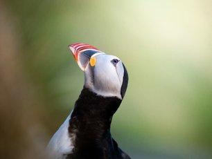 Papageitaucher vor grünem Hintergrund