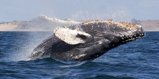 Wal springt aus Wasser - Baja California