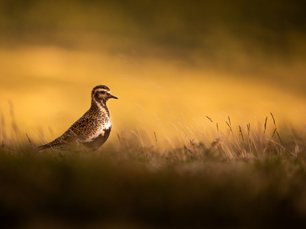 Goldregenpfeifer in warmen Licht